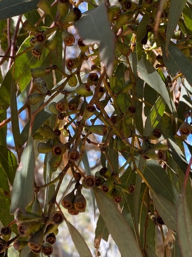 Eucalyptus wandoo (Wandoo) — photo