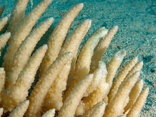 Eucheuma arnoldii — photo