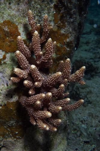 Eucheuma arnoldii