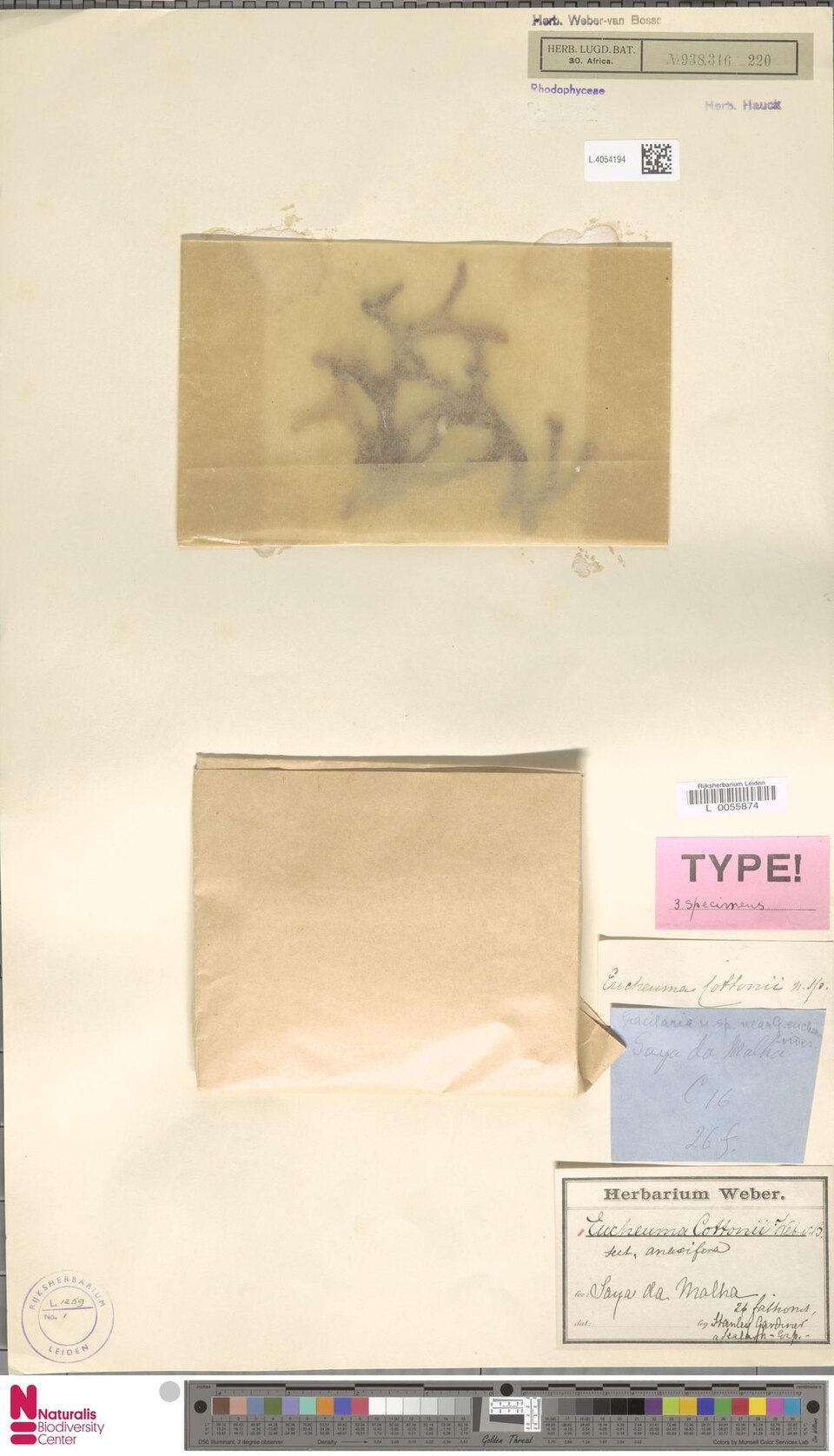 Eucheuma cottonii
