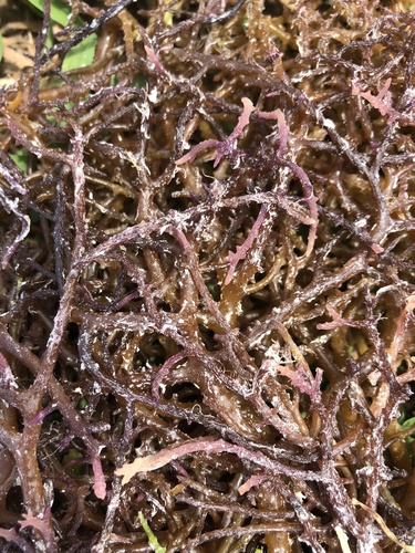 Eucheuma denticulatum — photo