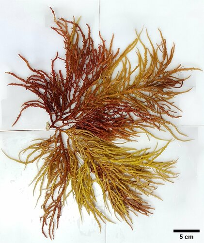 Eucheuma isiforme — photo