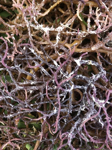 Eucheuma spinosum (Agar-agar) — photo