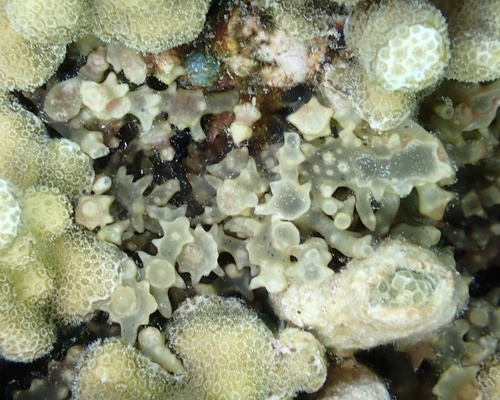 Eucheuma spinosum