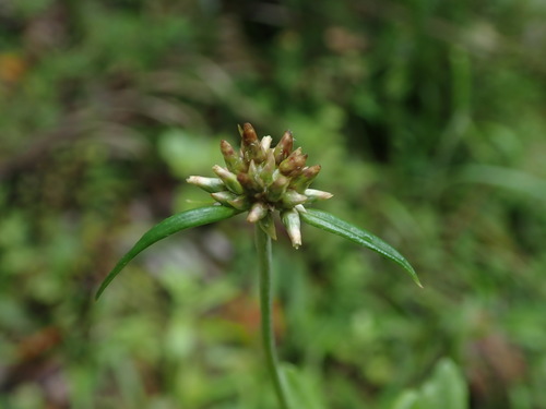 Euchiton japonicus (Everlasting flower) — photo