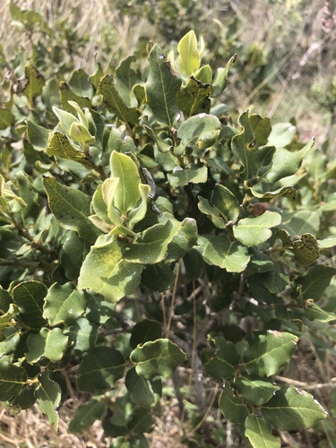 Euclea coriacea