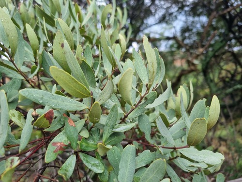 Euclea crispa