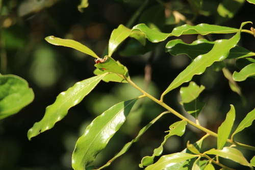 Euclea divinorum (Diamond-leaved euclea) — photo