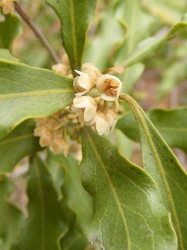 Euclea divinorum (Diamond-leaved euclea) — photo