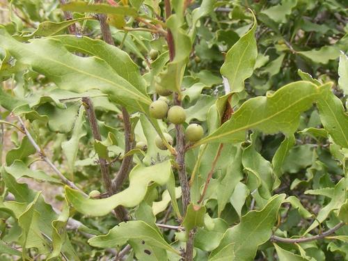 Euclea divinorum