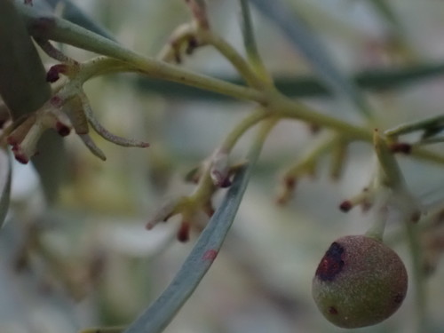 Euclea linearis