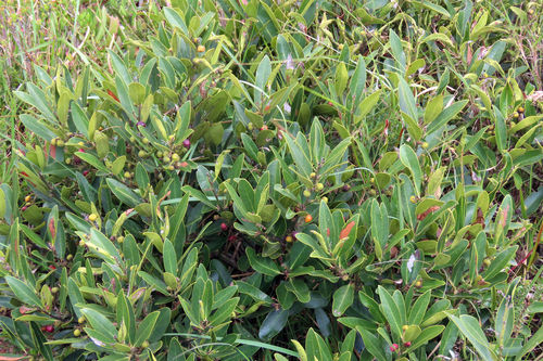 Euclea natalensis (Natal ebony) — photo