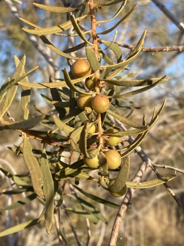 Euclea pseudebenus