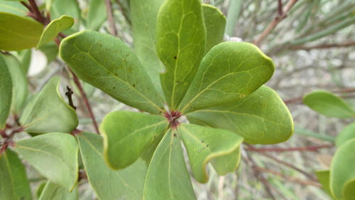Euclea racemosa — photo