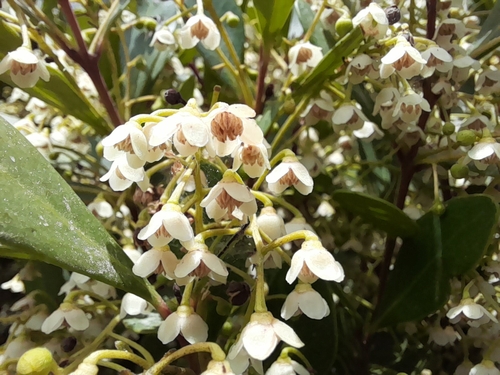 Euclea racemosa