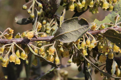 Euclea tomentosa