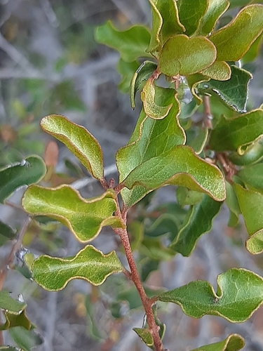 Euclea undulata (Common guarri) — photo
