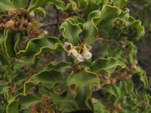 Euclea undulata