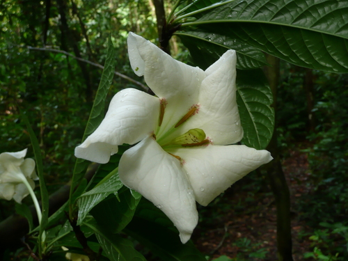 Euclinia longiflora — photo