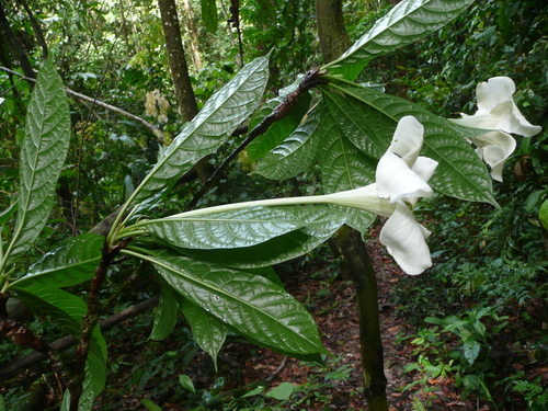 Euclinia longiflora — photo