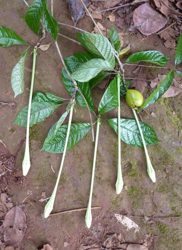 Euclinia longiflora
