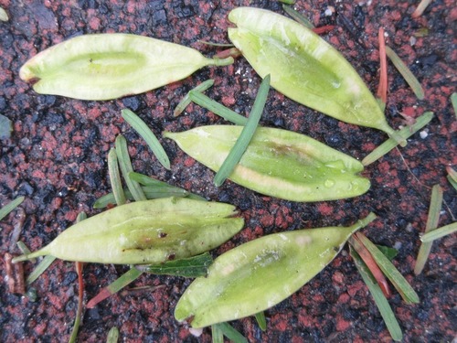 Eucommia ulmoides (Gutta-percha) — photo