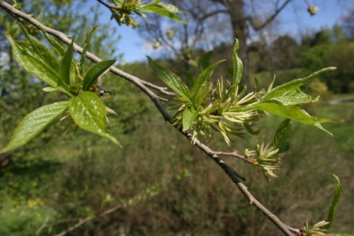 Eucommia ulmoides (Gutta-percha) — photo