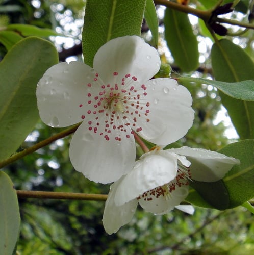 Eucryphia lucida (Tasmanian leatherwood) — photo