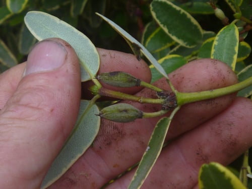 Eucryphia lucida (Tasmanian leatherwood) — photo