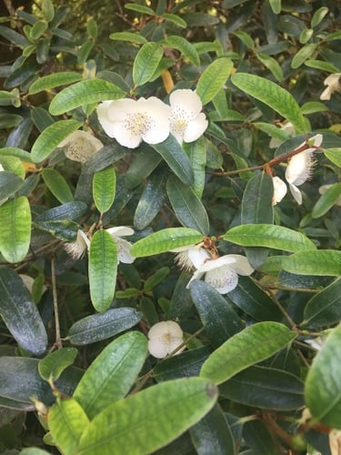 Eucryphia lucida