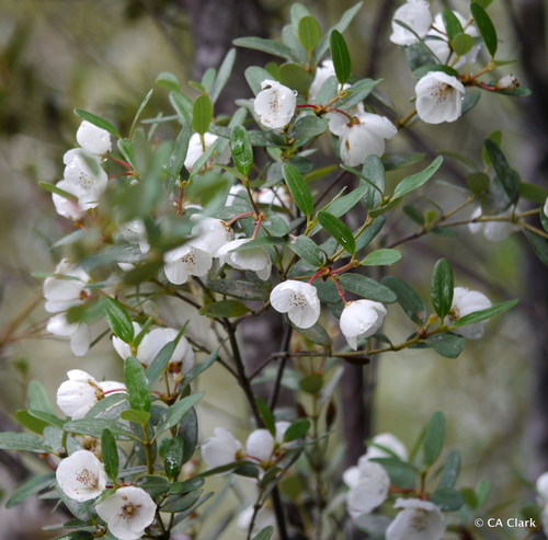 Eucryphia milliganii (Alpine leatherwood) — photo