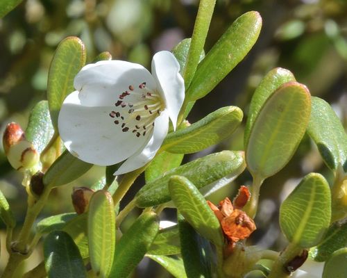 Eucryphia milliganii (Alpine leatherwood) — photo