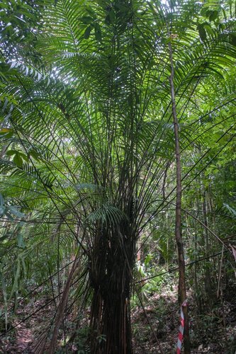 Eugeissona minor — photo