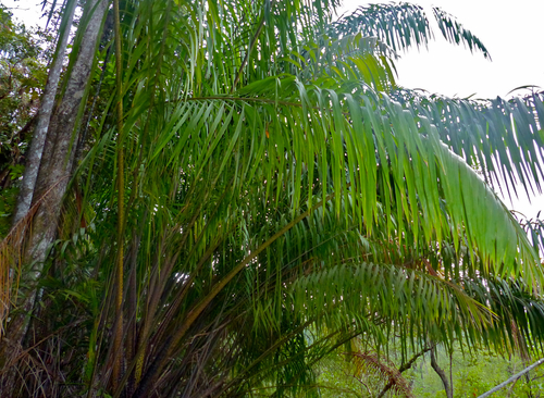 Eugeissona utilis (Stilt-Root Palm) — photo