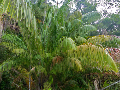 Eugeissona utilis (Stilt-Root Palm) — photo