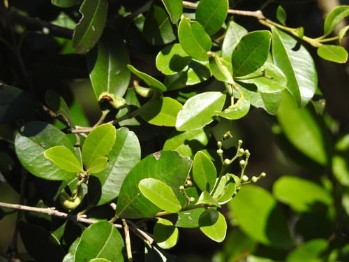 Eugenia acapulcensis (Acapulco eugenia) — photo
