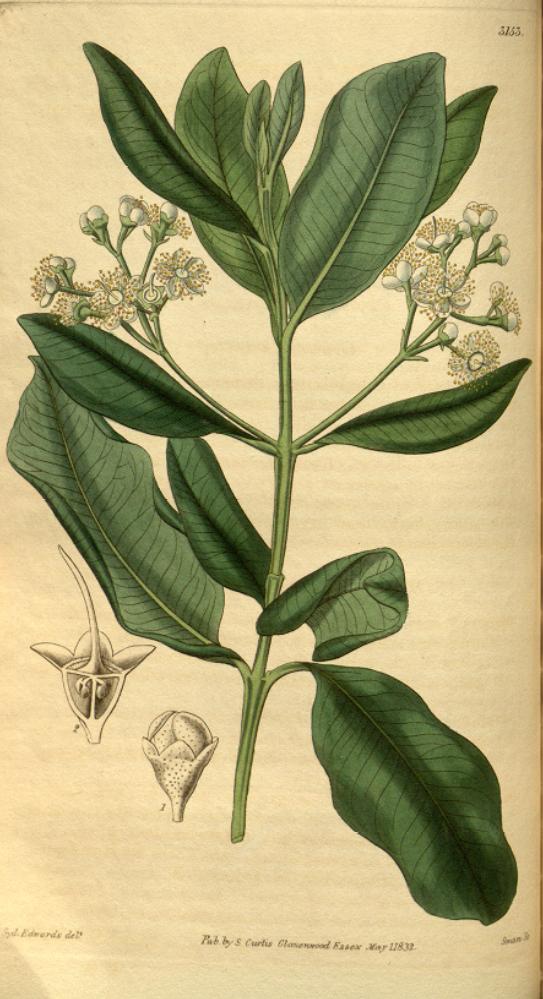 Eugenia acris