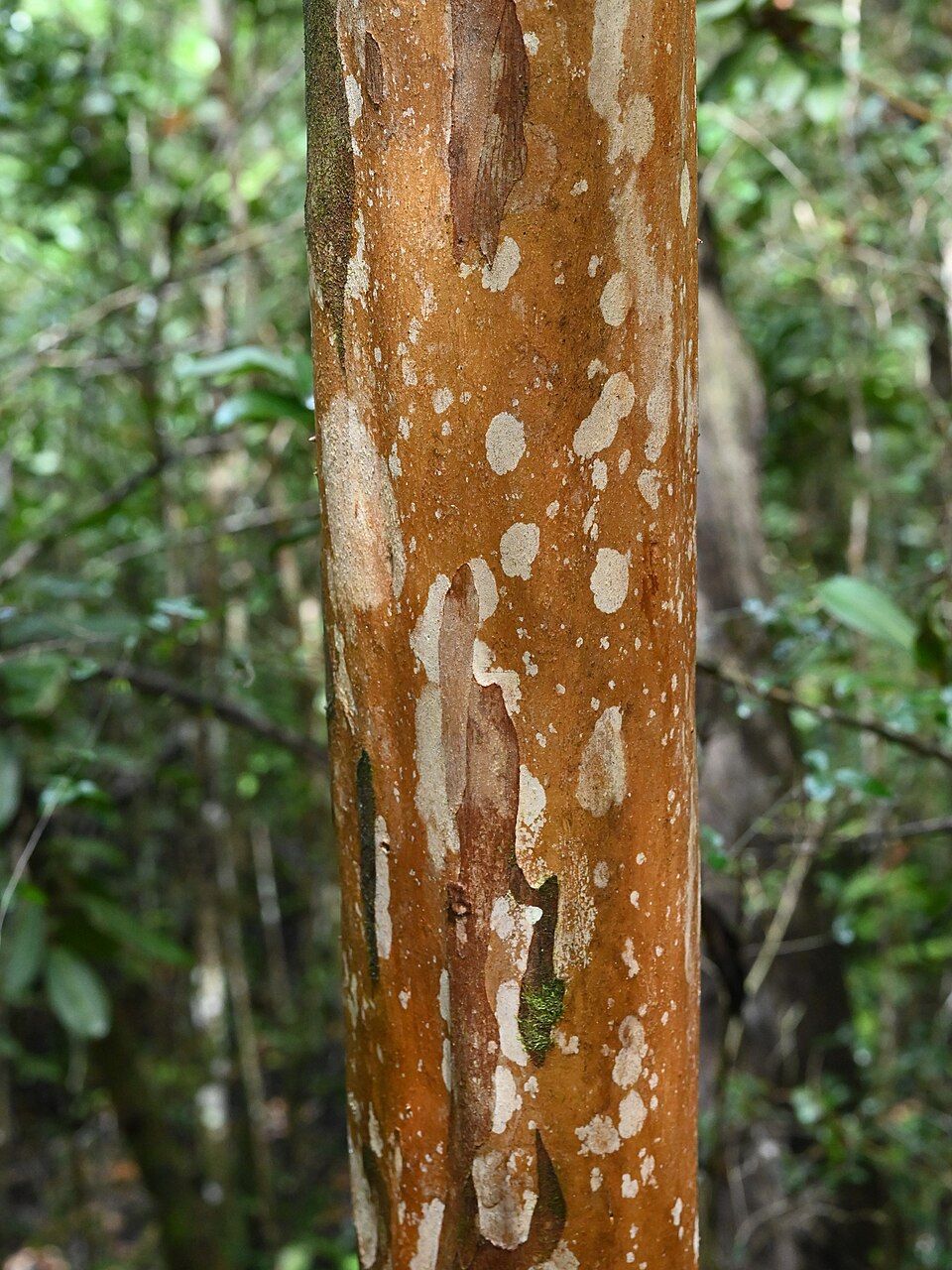 Eugenia acris (Wild clove) — photo