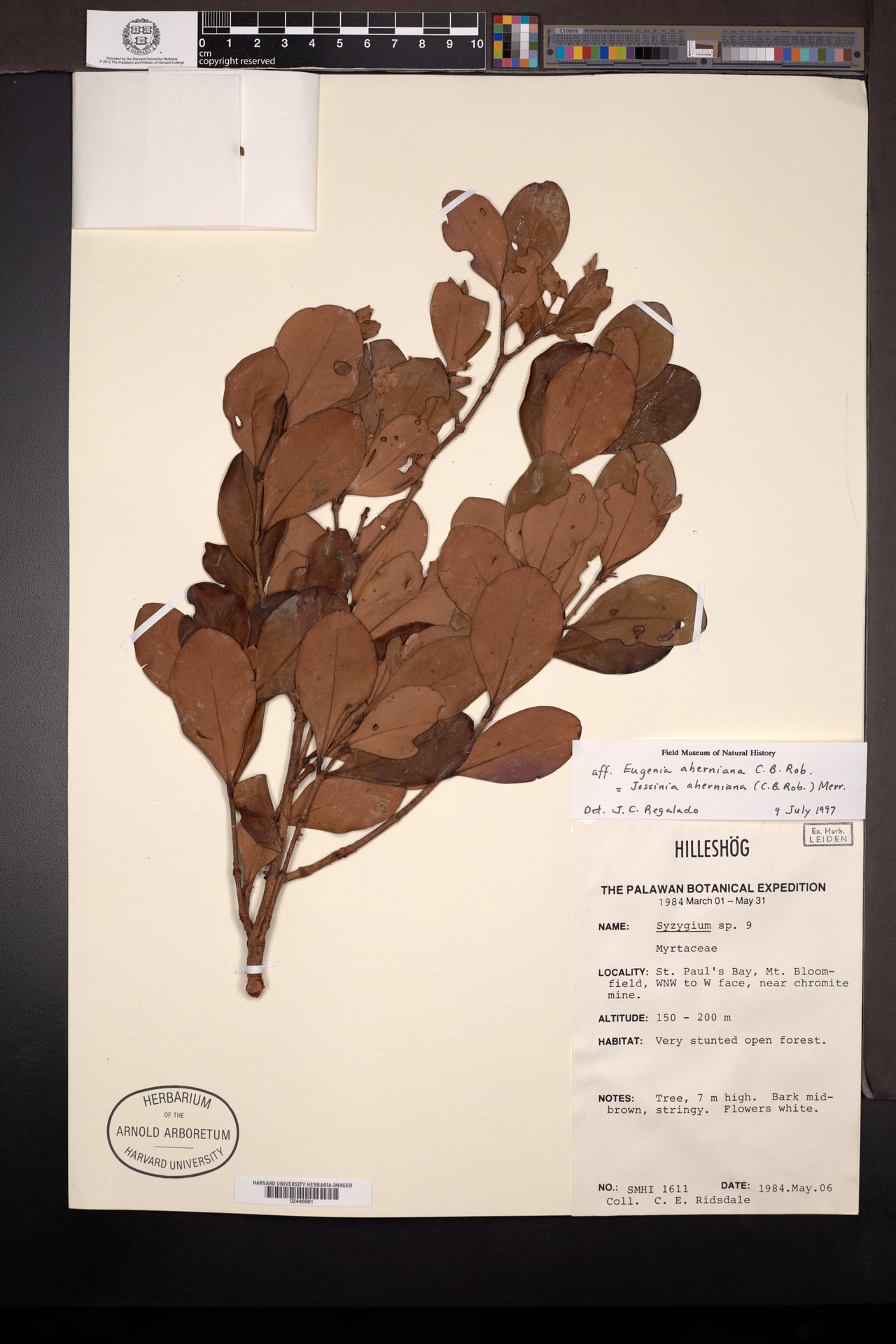 Eugenia aherniana (Tulanan) — photo