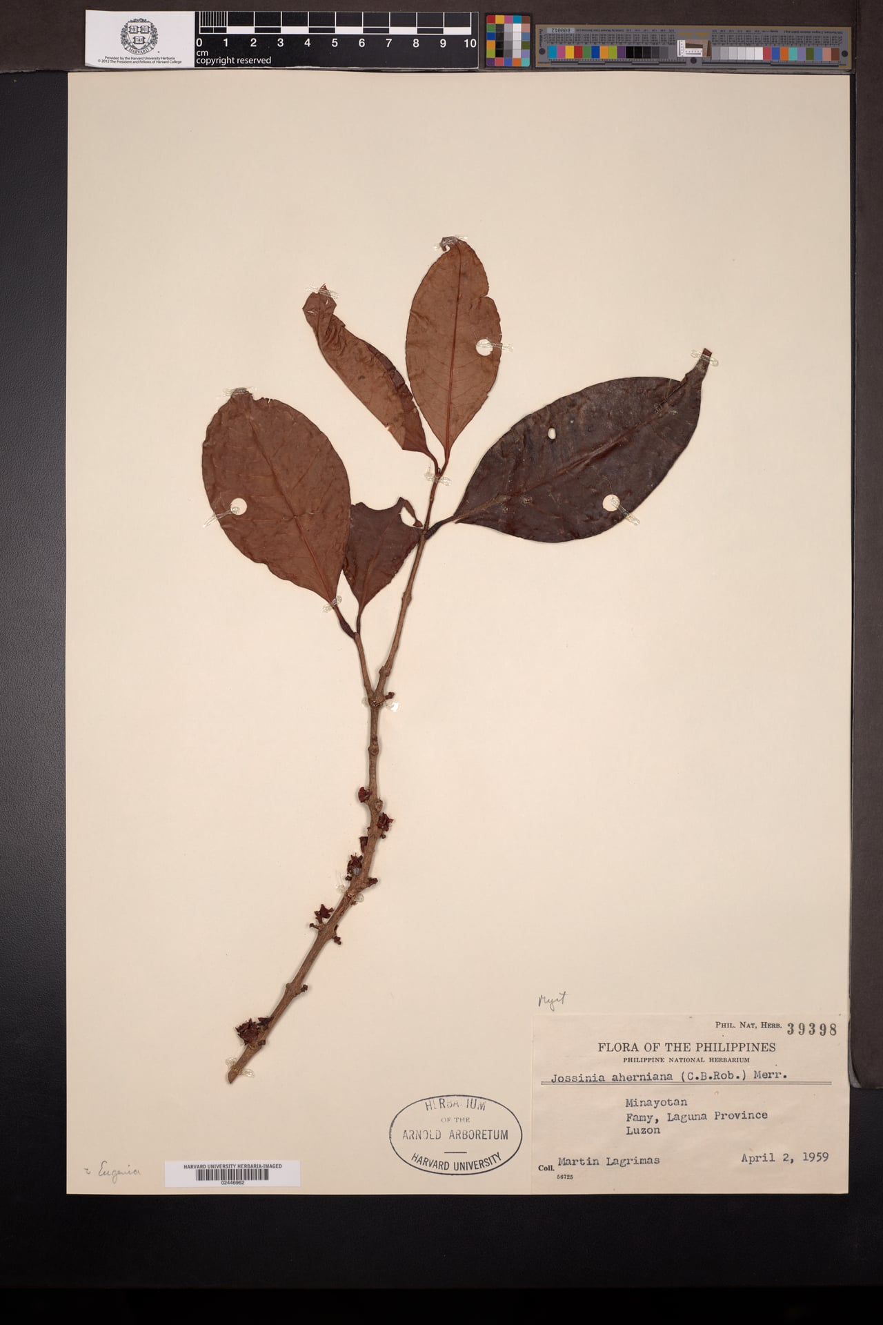 Eugenia aherniana (Tulanan) — photo