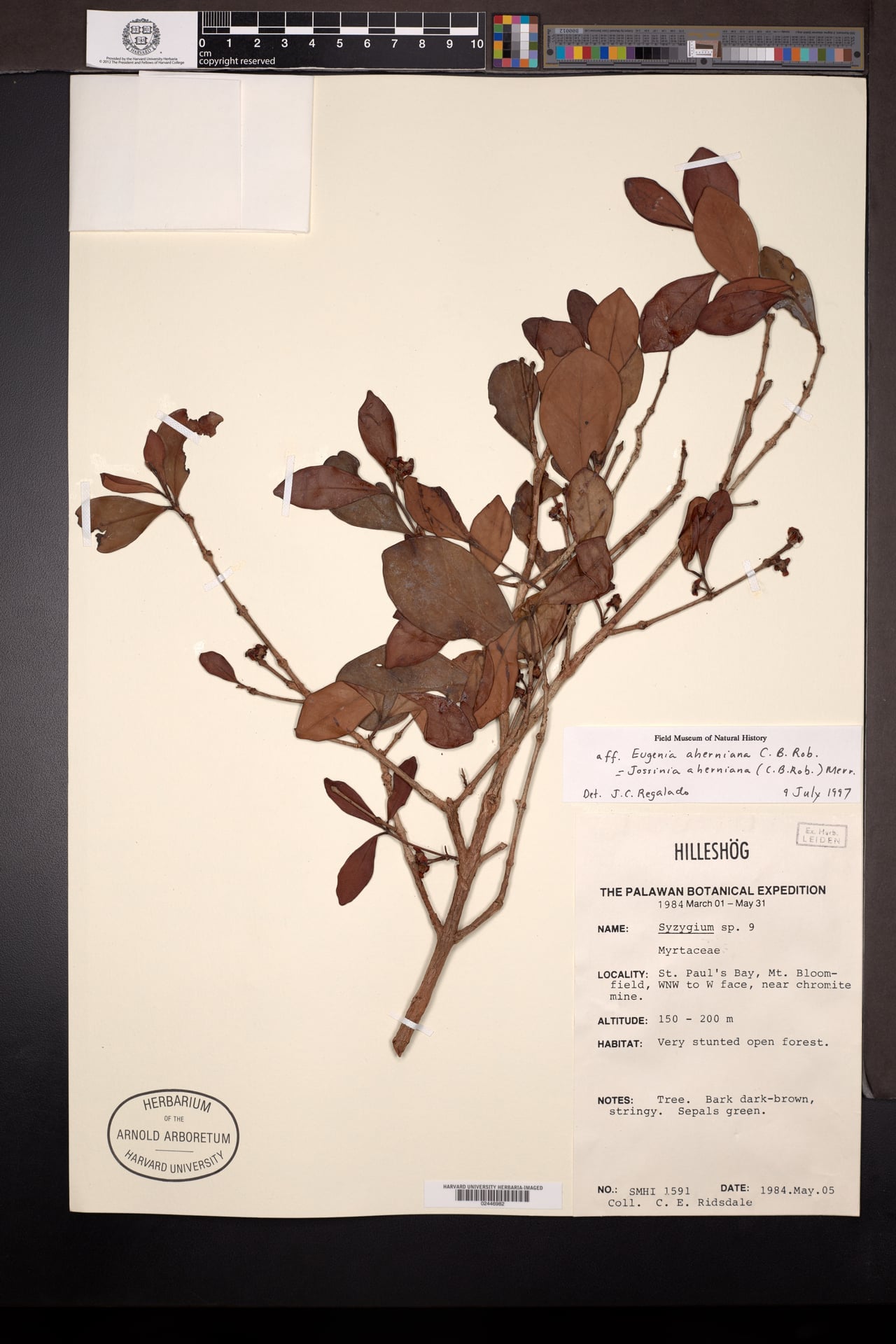 Eugenia aherniana
