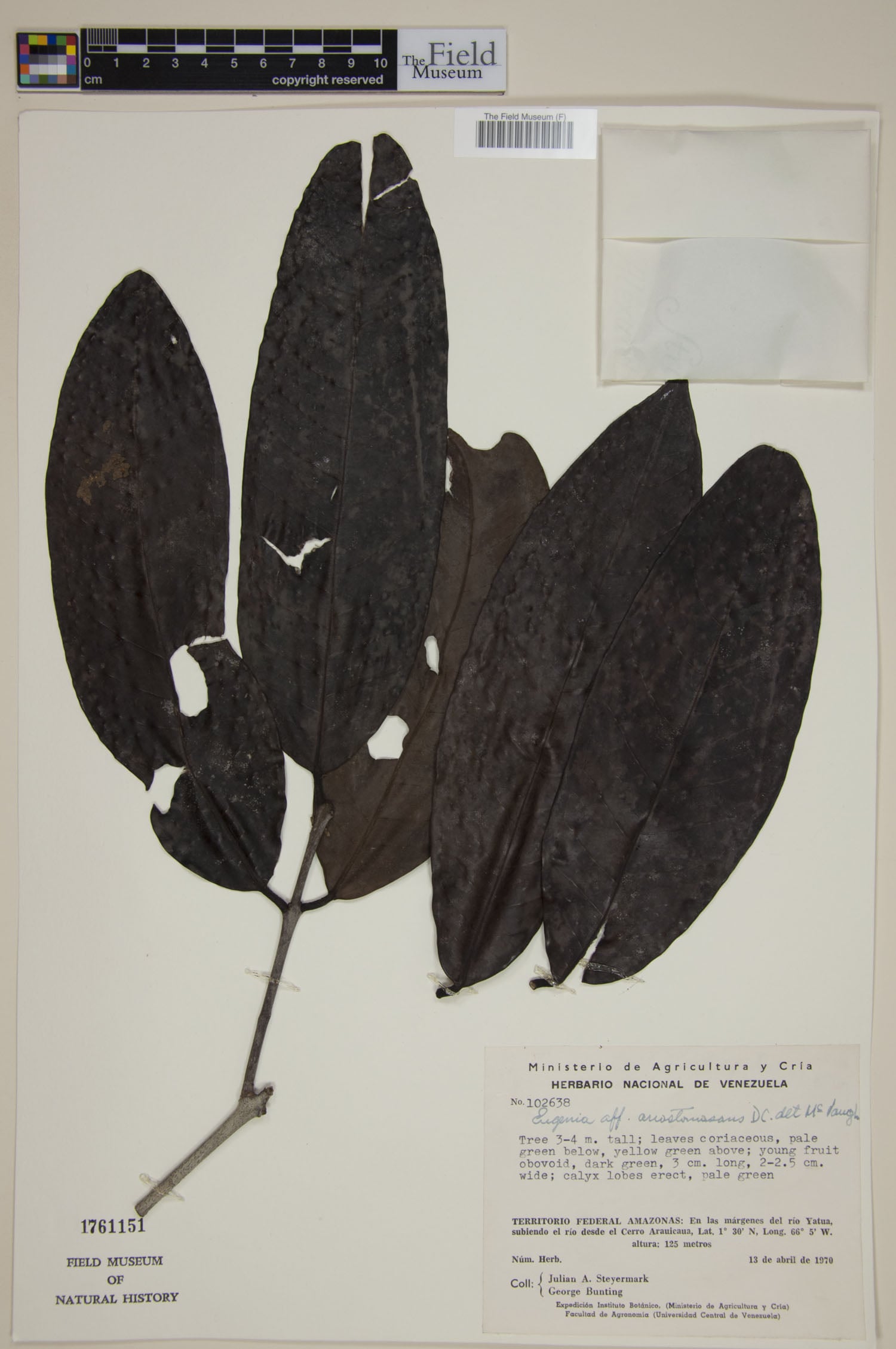 Eugenia anastomosans