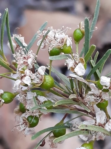 Eugenia angustissima — photo
