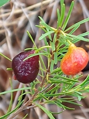 Eugenia angustissima — photo