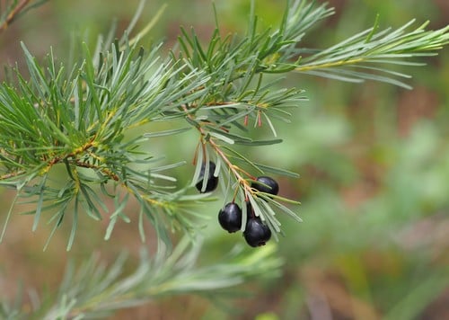 Eugenia angustissima