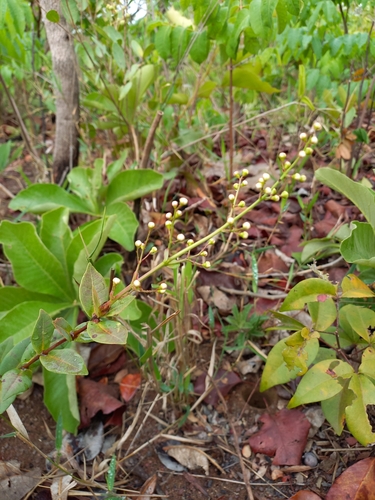 Eugenia aurata (Black croadinha) — photo
