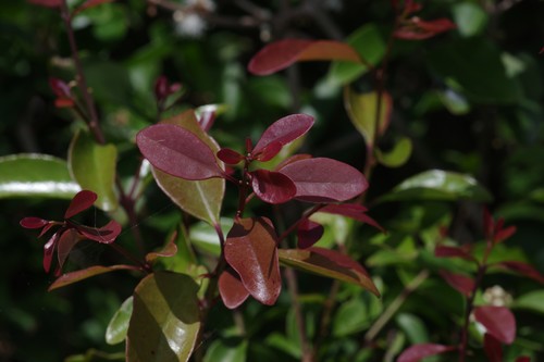 Eugenia axillaris (Black cherry) — photo