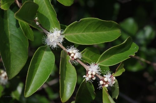 Eugenia axillaris