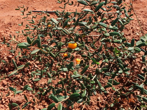 Eugenia azeda (Ptitanga-feijoa) — photo