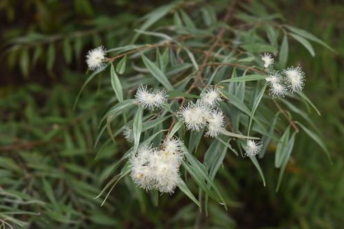 Eugenia biflora (Escobon) — photo